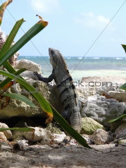 lizard on the beach in the Caribbean in Mexico under a palm tree