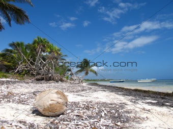 Coconut on the beach in the Caribbean in Mexico under a palm tree