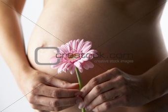 Pregnant Woman Holding Pink Gerbera Flower