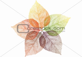 autumn leaves, vector