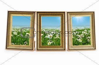 Daisy flowers in the picture frames on white