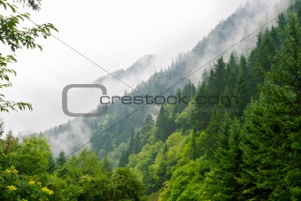 Morning mist cover pine tree forest