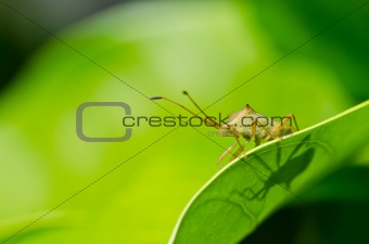 hemiptera in green nature
