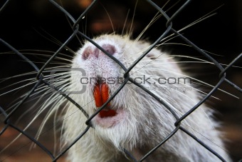 Nutria in zoo cage
