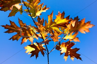 Autumn leaves against a blue sky