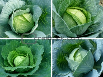 cabbages set