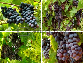 grapes collage
