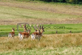 Herd of fallow deer