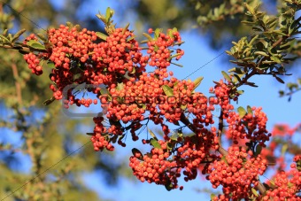 Red Pyracantha Berries Against Blue Sky