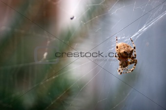 Cat Face Spider