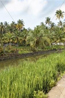 portrait landscape of canal palms paddy fields Ke
