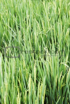 tall long rice grass paddy field
