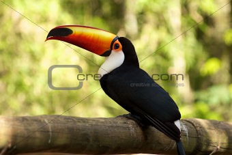 Orange-billed Toucan, Iguazu Falls