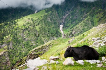 Cow on mountains pasture