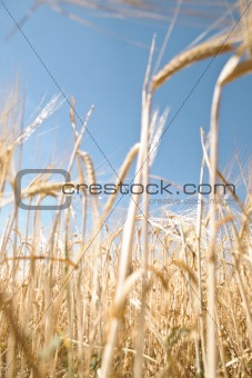 Wheat in the sky