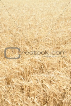 Endless field of wheat
