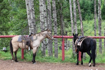 Trail horses