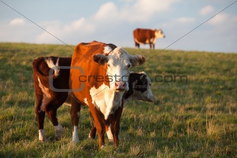 The cows