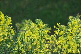 Broccoli flowers