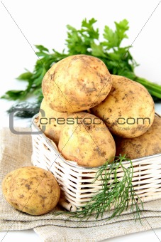 Basket of fresh organic potatoes