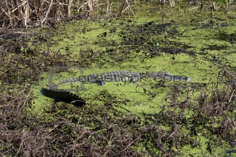 Alligator in Algae Filled Swamp