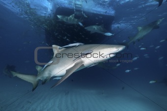 Side view of lemon shark