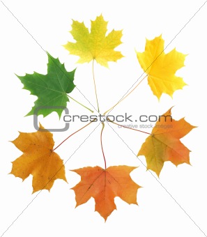 Maple Leaves Transformation