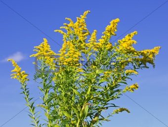 Goldenrod plant