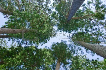 Forest seen from below
