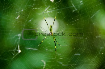 Spider, Nephila clavata