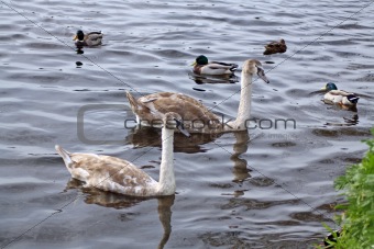 ducks and swans