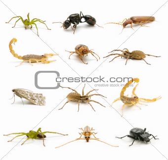 variety of insects