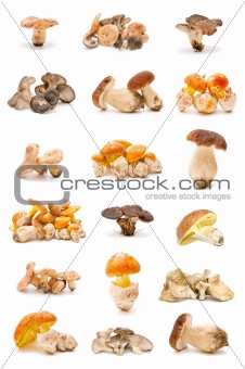 edible mushrooms