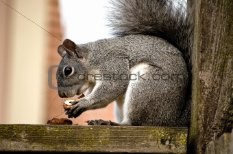 Grey Squirrel Eats a nut