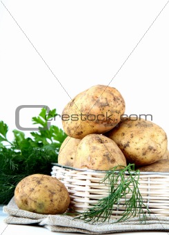 Basket of fresh organic potatoes