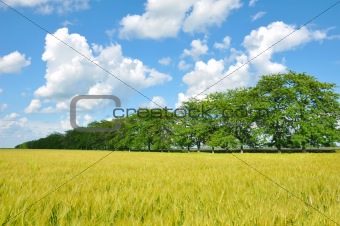 Golden wheat field, trees and perfect blue sky