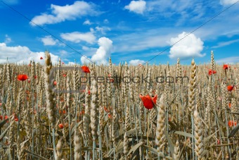 golden wheat with red poppy