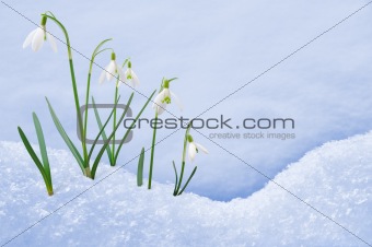 Group of snowdrop flowers  growing in snow