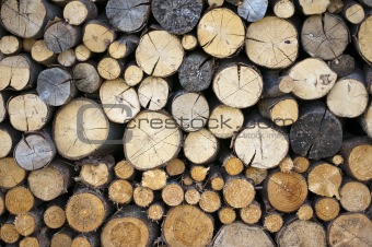 fuel wood