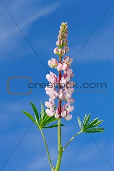 Lupine flower