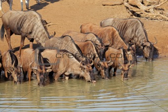 Blue wildebeest drinking