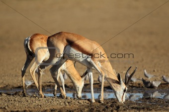 Springbok antelopes drinking