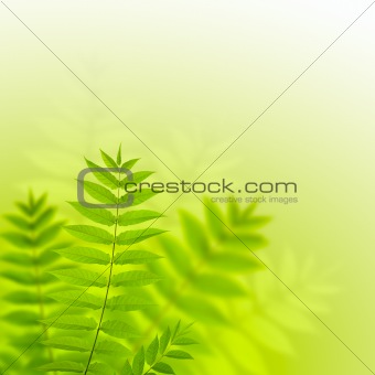 Fern leaves in sunny day