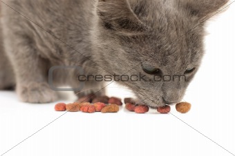 Grey kitten eating dry cat food
