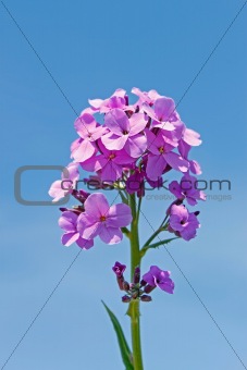 Decorative purple flowers