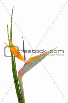 Strelitzia Reginae and reed