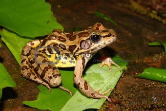Pickerel Frog (Rana palustris)