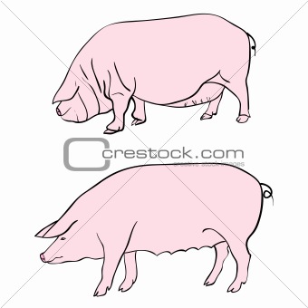 Pen drawing depicting a pig