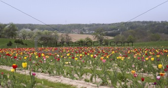 landscape and a field of tulips