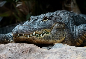Alligator head closeup 